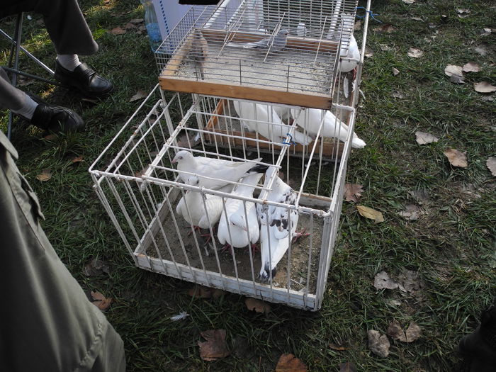 DSCN6245 - Monor 12-10-2014