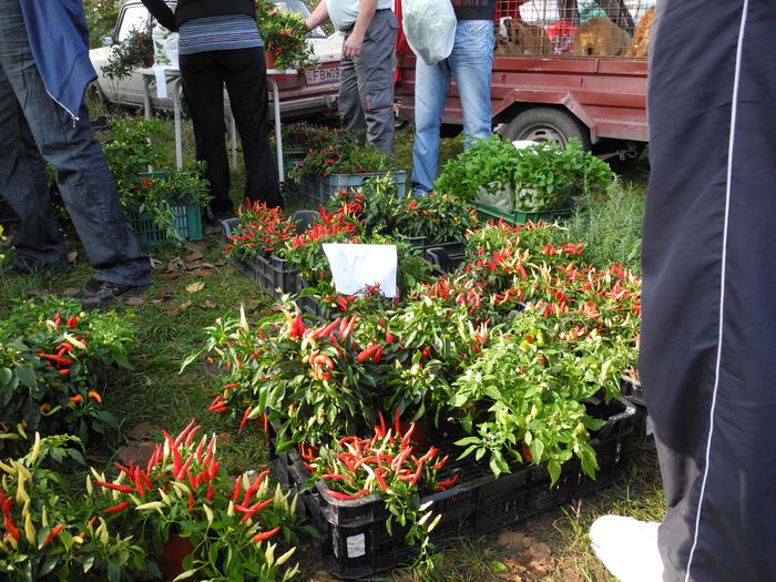 DSCN6246 - Monor 12-10-2014