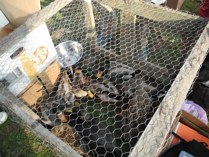 DSCN6249 - Monor 12-10-2014