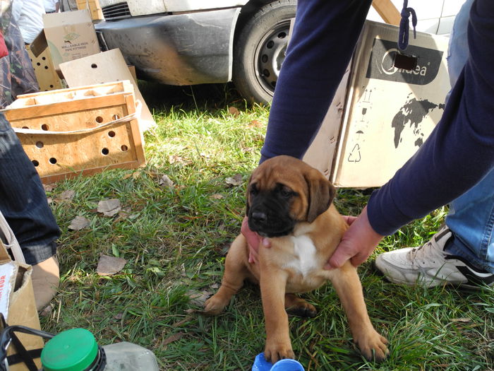 DSCN6251 - Monor 12-10-2014