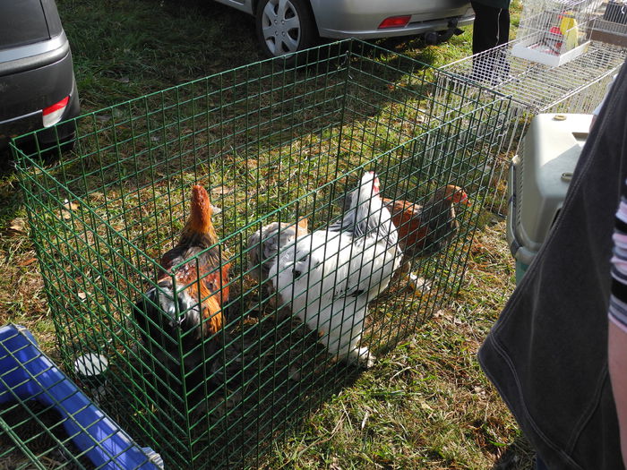 DSCN6261 - Monor 12-10-2014