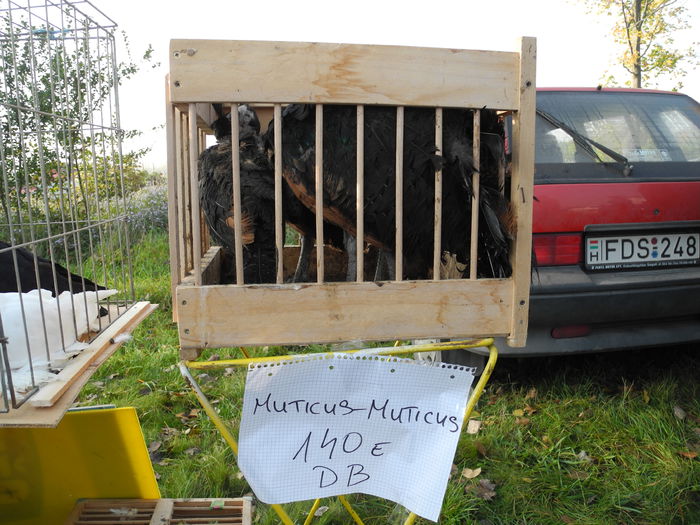 DSCN6272 - Monor 12-10-2014
