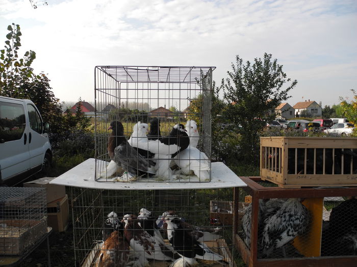 DSCN6278 - Monor 12-10-2014