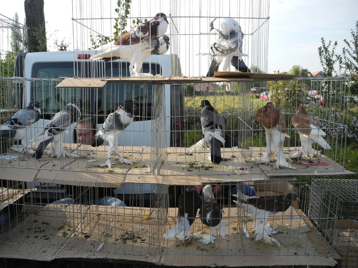 DSCN6279 - Monor 12-10-2014