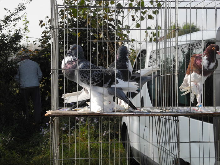 DSCN6281 - Monor 12-10-2014