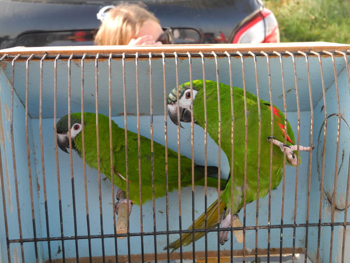 DSCN6289 - Monor 12-10-2014