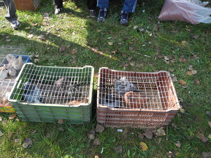 DSCN6290 - Monor 12-10-2014