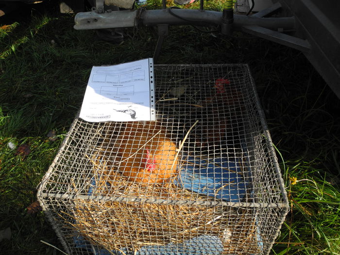 DSCN6291 - Monor 12-10-2014