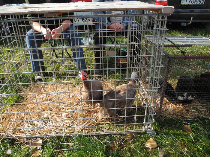 DSCN6295 - Monor 12-10-2014