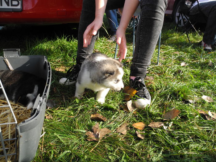 DSCN6296 - Monor 12-10-2014