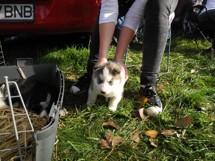 DSCN6297 - Monor 12-10-2014