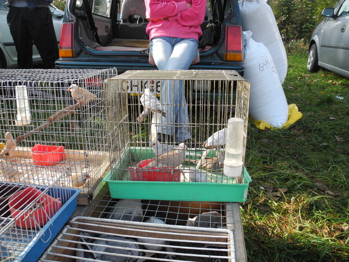 DSCN6298 - Monor 12-10-2014