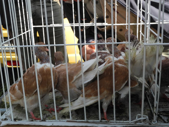 DSCN6301 - Monor 12-10-2014