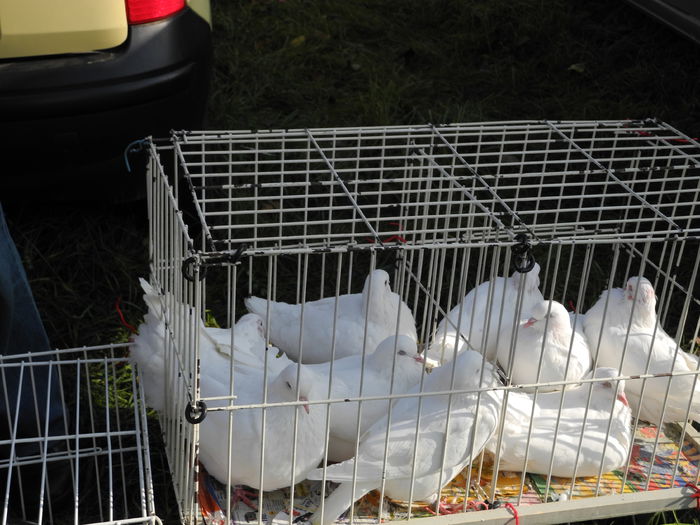 DSCN6302 - Monor 12-10-2014