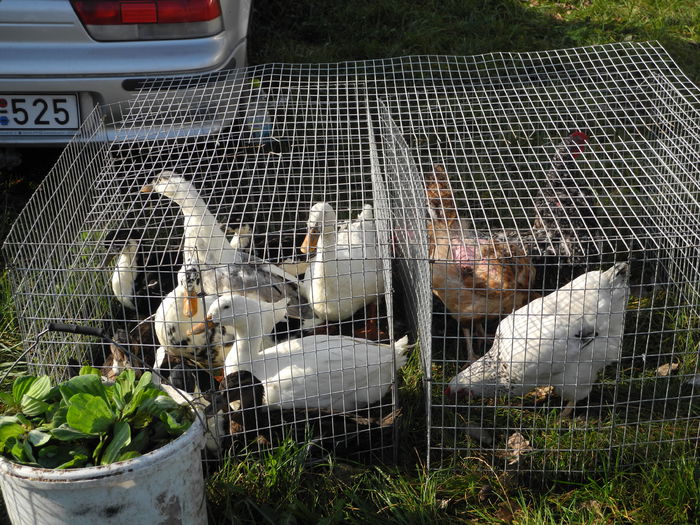 DSCN6303 - Monor 12-10-2014