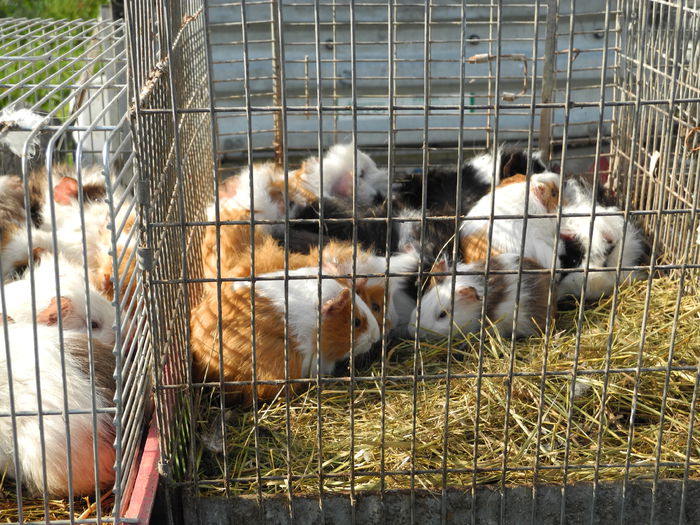 DSCN6307 - Monor 12-10-2014