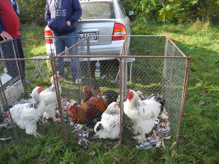 DSCN6309 - Monor 12-10-2014