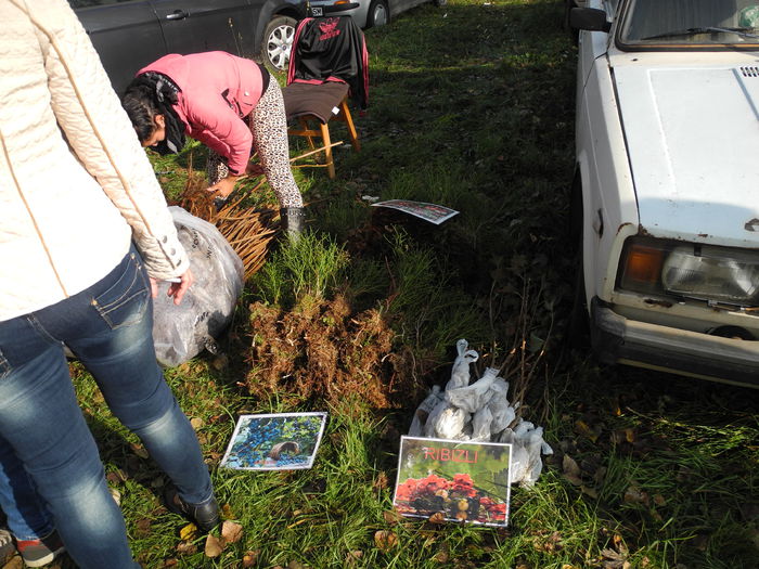 DSCN6311 - Monor 12-10-2014