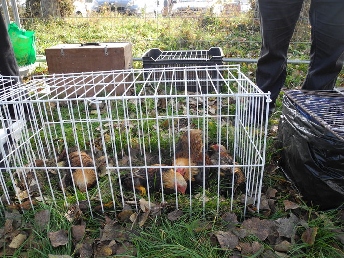 DSCN6315 - Monor 12-10-2014