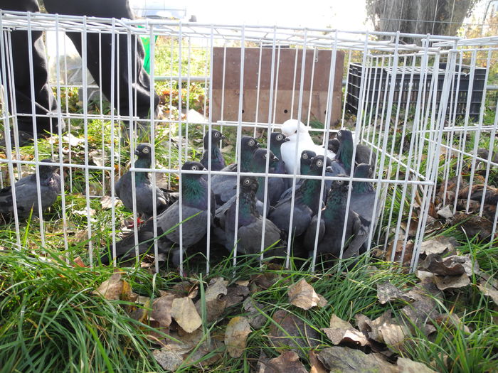 DSCN6316 - Monor 12-10-2014