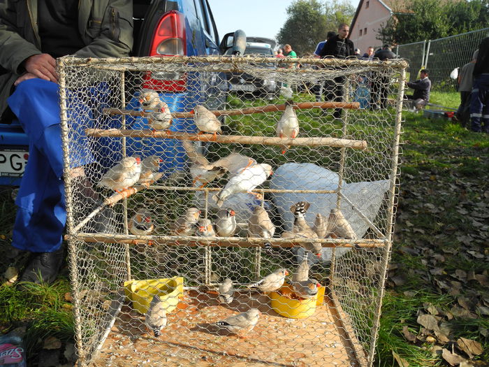 DSCN6317 - Monor 12-10-2014