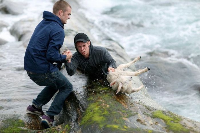 A cazut mielul norvegian in mare - Rase de oi si capre-Poze deosebite-6