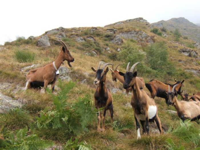 Alpinutele la pascut pe munte - Rase de oi si capre-Poze deosebite-6