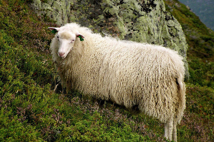 Oaia norvegiana - Rase de oi si capre-Poze deosebite-6