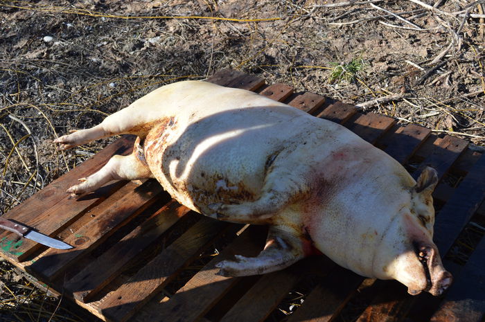 DSC_1006; http://www.gospodarie.net
0731436414
