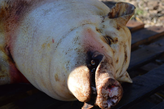 DSC_1008; http://www.gospodarie.net
0731436414
