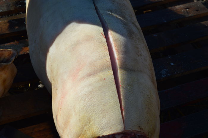 DSC_1046; http://www.gospodarie.net
0731436414
