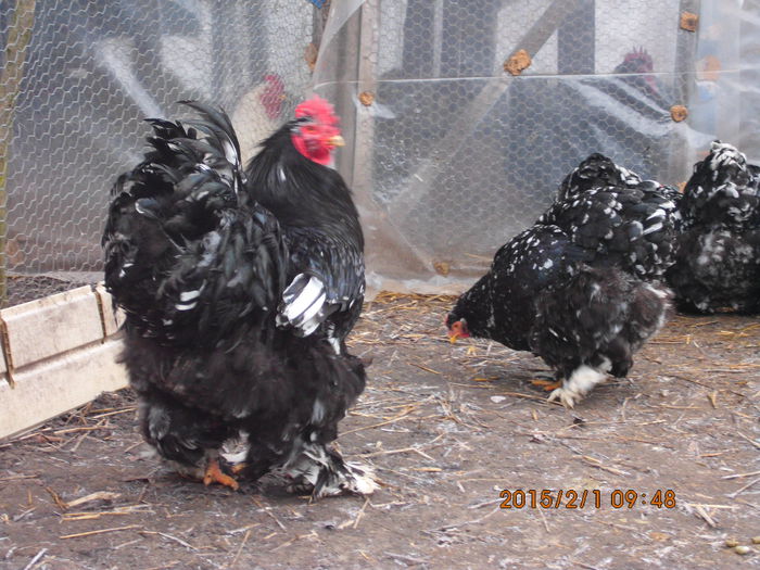 IMG_1897 - TINERET 2014   2