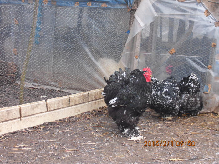 IMG_1904 - TINERET 2014   2