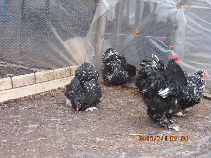 IMG_1906 - TINERET 2014   2