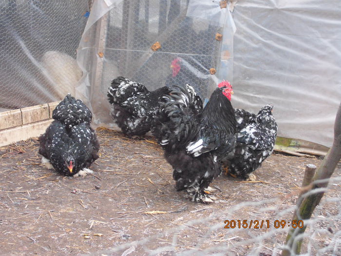 IMG_1907 - TINERET 2014   2