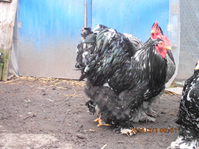 IMG_1914 - TINERET 2014   2