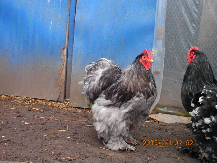 IMG_1917 - TINERET 2014   2