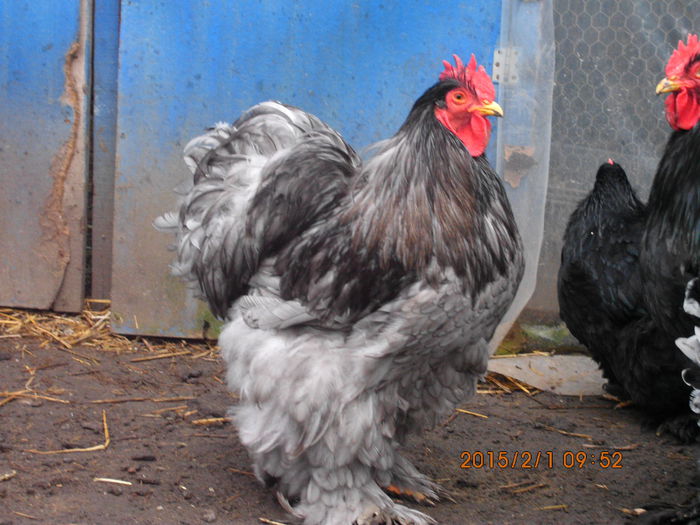 IMG_1918 - TINERET 2014   2