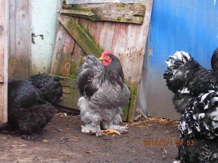 IMG_1929 - TINERET 2014   2