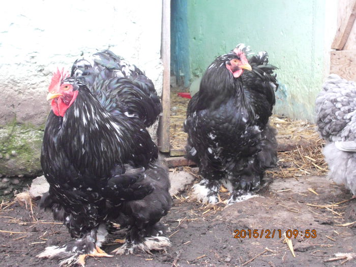 IMG_1931 - TINERET 2014   2