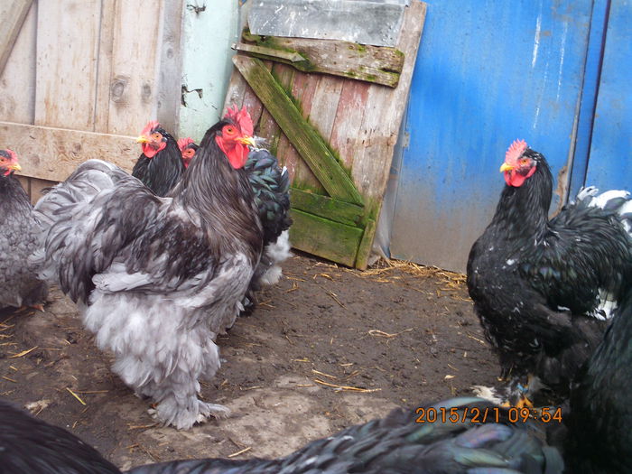 IMG_1936 - TINERET 2014   2