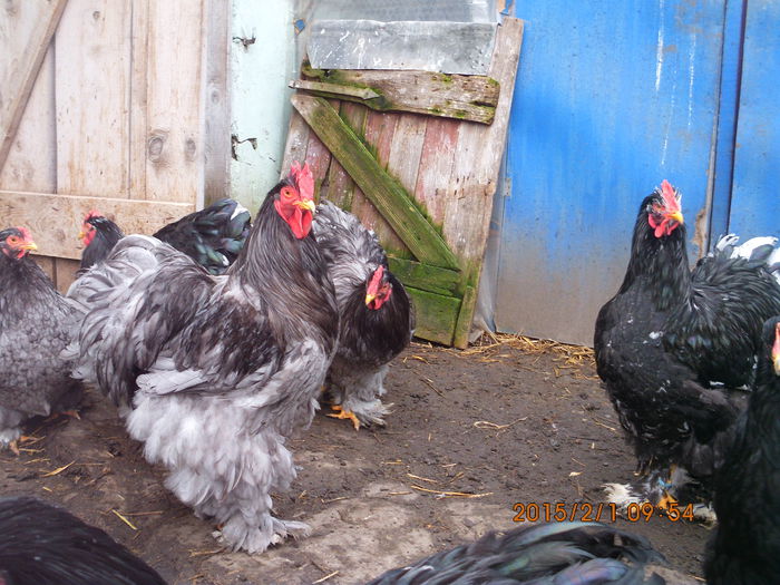 IMG_1937 - TINERET 2014   2