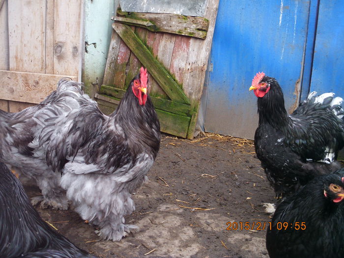 IMG_1938 - TINERET 2014   2