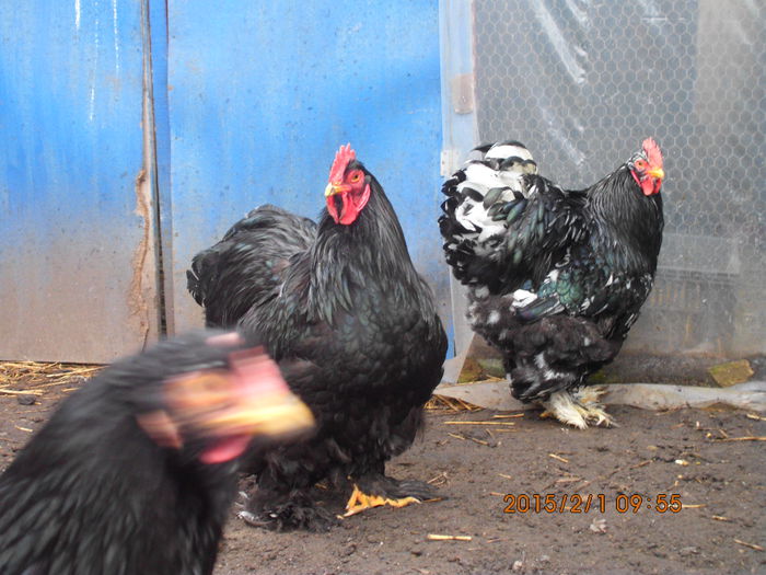 IMG_1942 - TINERET 2014   2