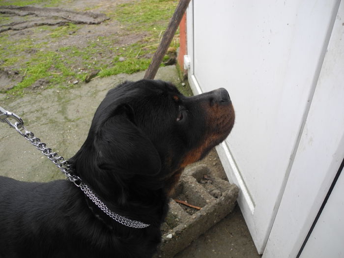 DSCN7790 - Rottweiler