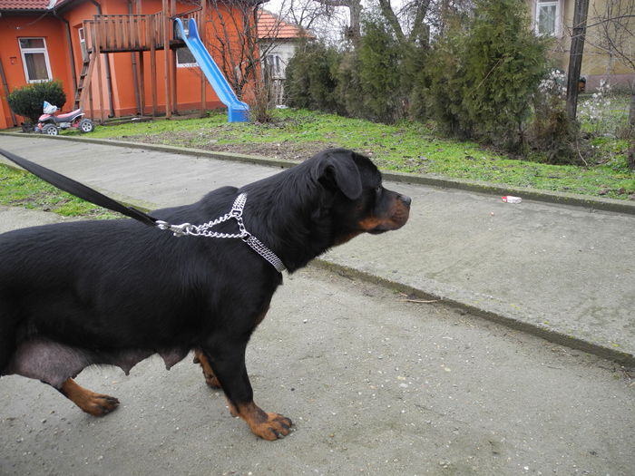 DSCN7794 - Rottweiler