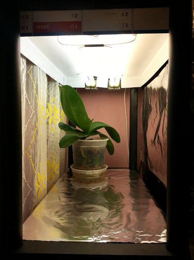 20150103_115645; vin chiriasii
