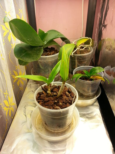 20150103_120315; se umple incet
