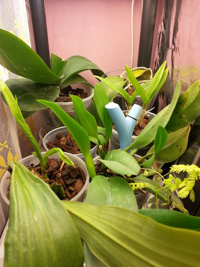 20150103_182917; cica le place
