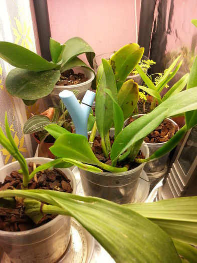 20150106_175827; la gramada
